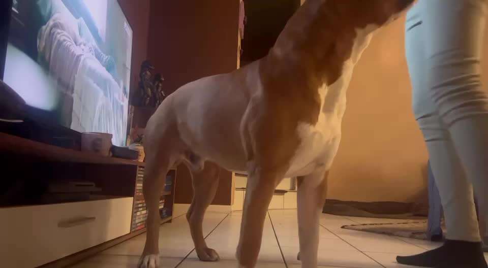 Trick Spiel - Koffer packen -der 22.-Beitrag-Bild