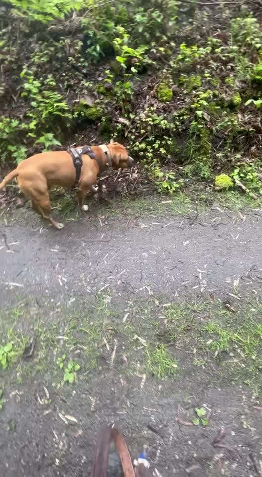 33 .Impulskontroll Übung " Abruf vom Reiz "-Beitrag-Bild