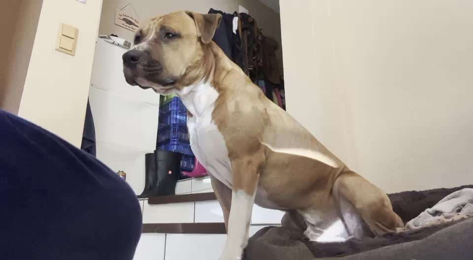 Impulskontrolle-Challenge Nr. 1: 10 Leckerli Spiel-Beitrag-Bild