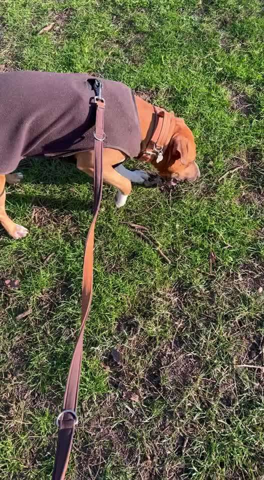 16. Impulskontrolle Challenge - Reiz trotz Ablenkung trotzen-Beitrag-Bild