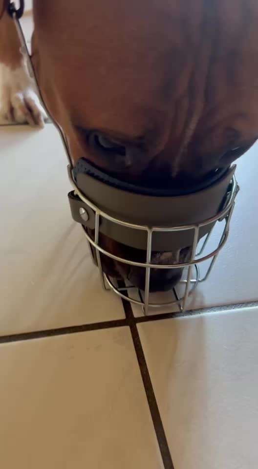 Wie sitzt mein Maulkorb / Maulkorb-Beratung-Beitrag-Bild