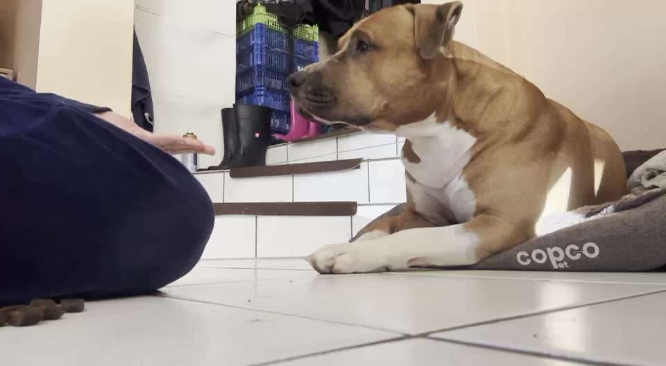 Impulskontrolle-Challenge Nr. 1: 10 Leckerli Spiel-Beitrag-Bild