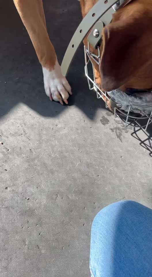 51. Impulskontrollchallenge: Maulkorb/ Ausrüstungsgegenstand tolerieren-Beitrag-Bild