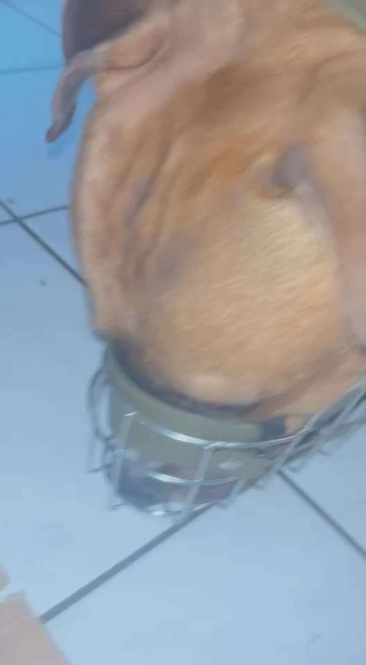 Wie sitzt mein Maulkorb / Maulkorb-Beratung-Beitrag-Bild