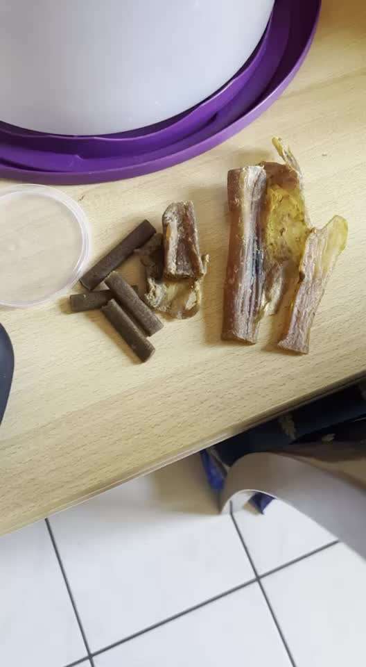 Impulskontrolle-Challenge Nr. 2: Vorbei laufen-Beitrag-Bild