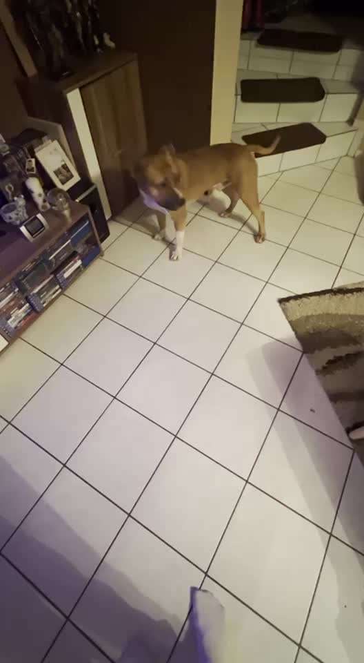 Impulskontrolle Challenge NR .4.           STOP/STEH/ WARTE-Beitrag-Bild