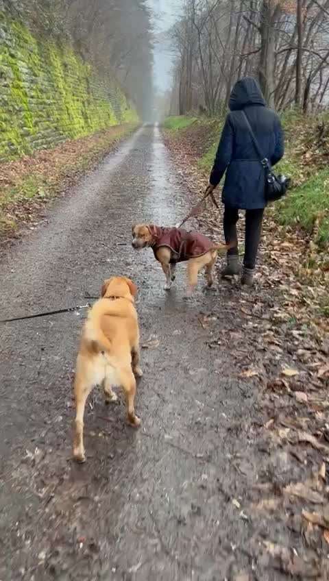 31. Impulskontrollübung: Artgenossen-Beitrag-Bild