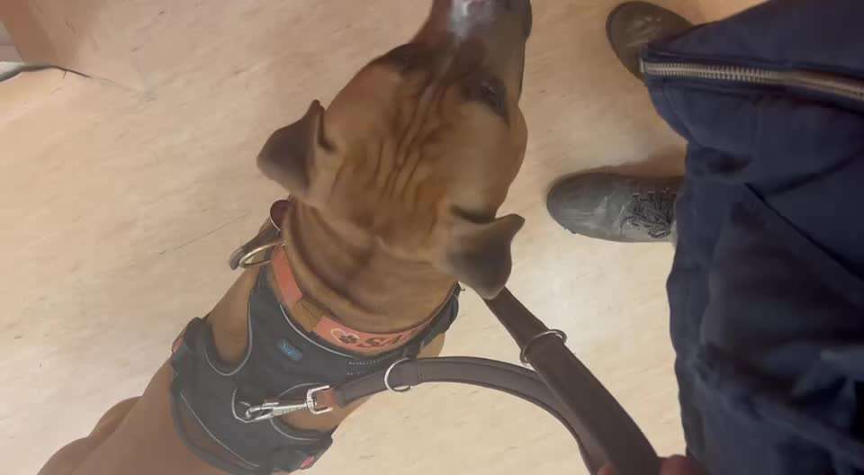 28.Imulskontrollübung             ,,Fahrstuhl fahren ,,-Beitrag-Bild