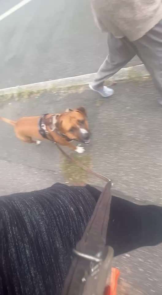 47. Impulskontroll Übung - Leinenführigkeit-Beitrag-Bild