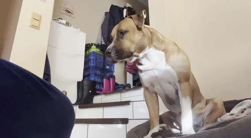 Impulskontrolle-Challenge Nr. 1: 10 Leckerli Spiel-Beitrag-Bild