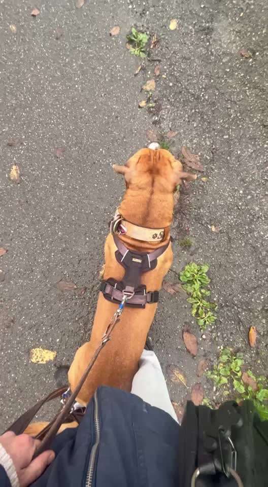 31. Impulskontrollübung: Artgenossen-Beitrag-Bild