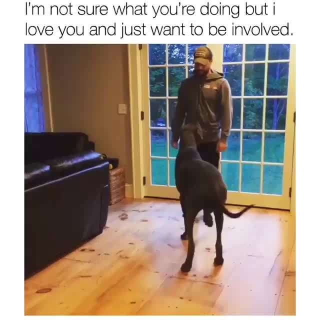 Hunde Memes-Beitrag-Bild