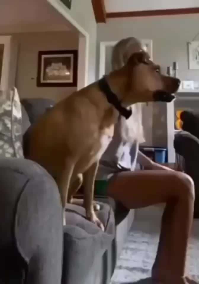 Hunde Memes-Beitrag-Bild