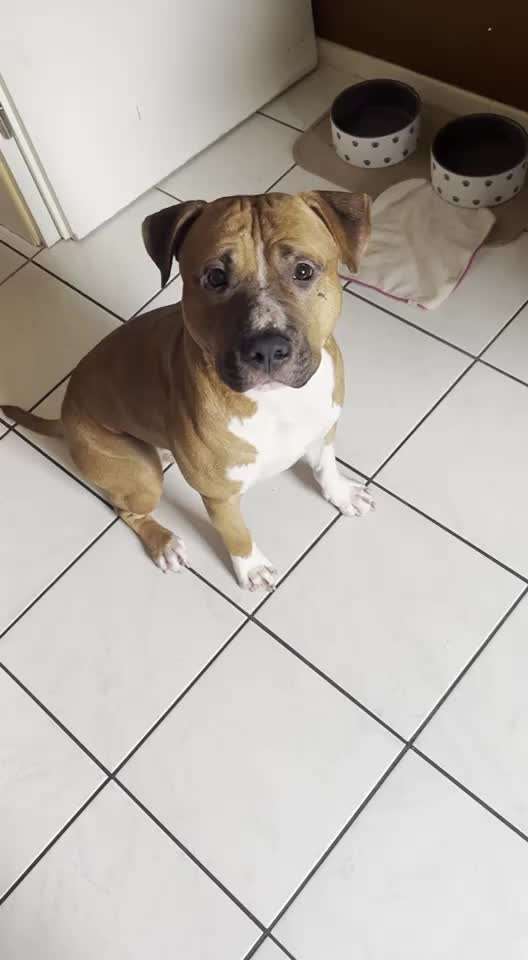 Impulskontrolle Challenge NR .4.           STOP/STEH/ WARTE-Beitrag-Bild