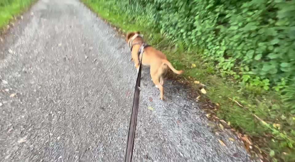 47. Impulskontroll Übung - Leinenführigkeit-Beitrag-Bild