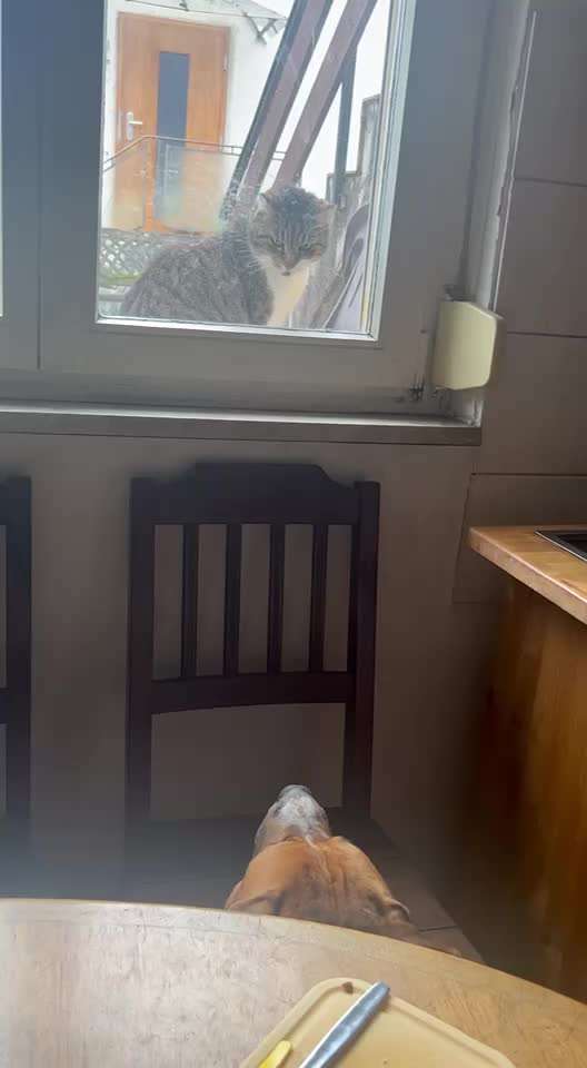 35. Impulskontrollübung "Kontakt mit anderen Tieren"-Beitrag-Bild