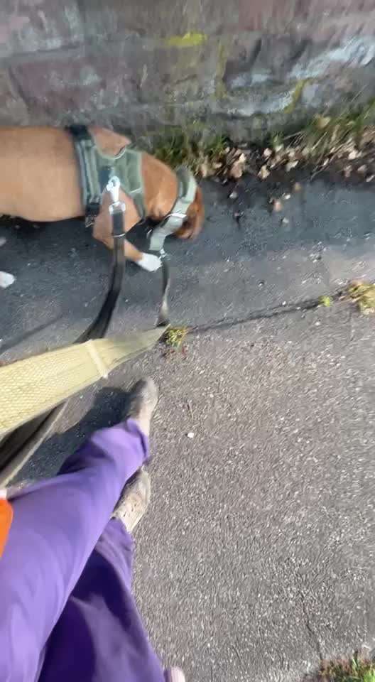 "Notfall"-Reaktion bei Leinenreaktivität-Beitrag-Bild