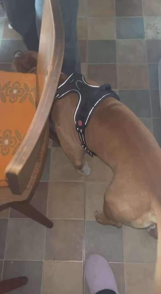26.Gemeinsame Impulskontrolle ,, über deinen liegenden Hund steigen,,-Beitrag-Bild