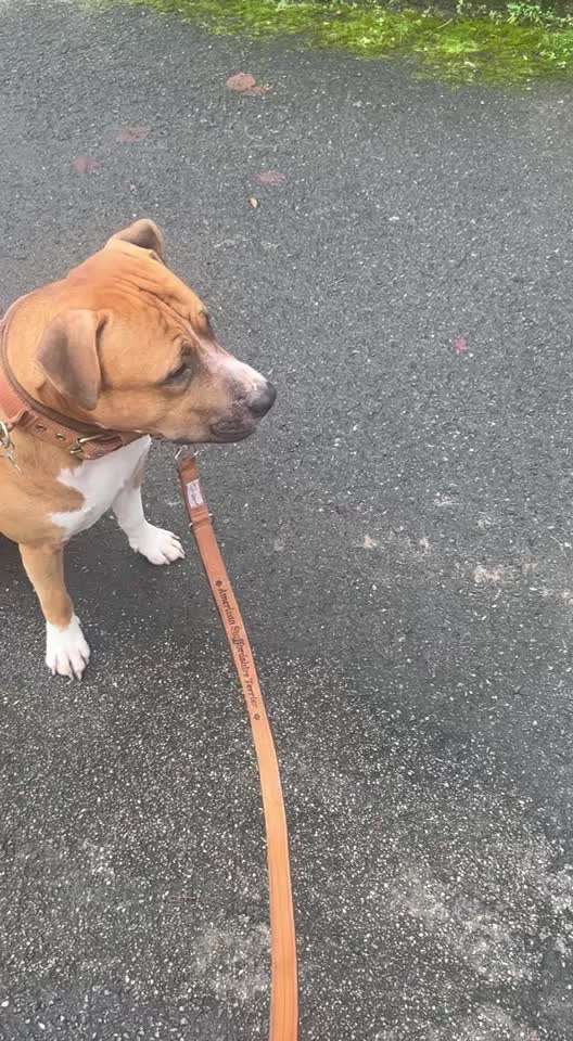 31. Impulskontrollübung: Artgenossen-Beitrag-Bild