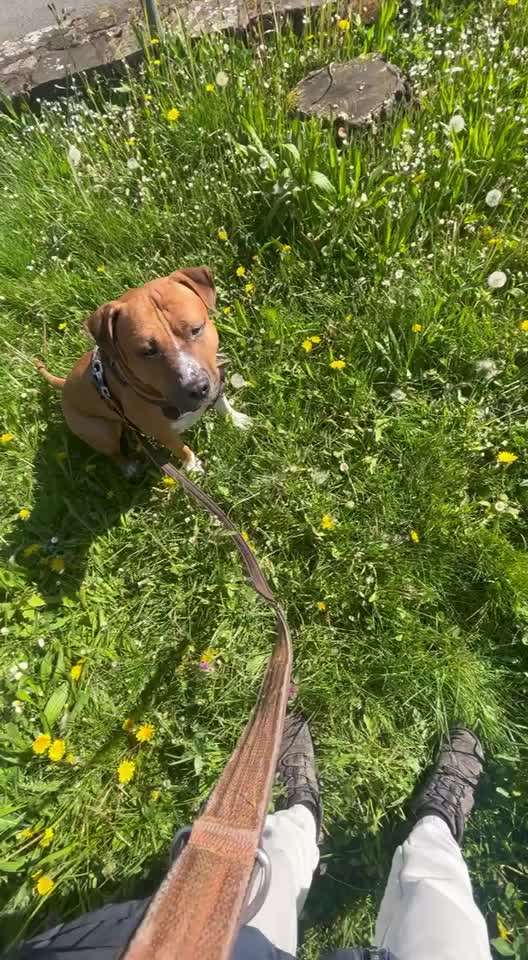 33 .Impulskontroll Übung " Abruf vom Reiz "-Beitrag-Bild