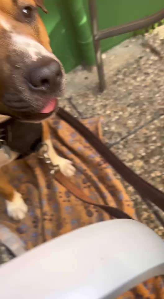 16. Impulskontrolle Challenge - Reiz trotz Ablenkung trotzen-Beitrag-Bild