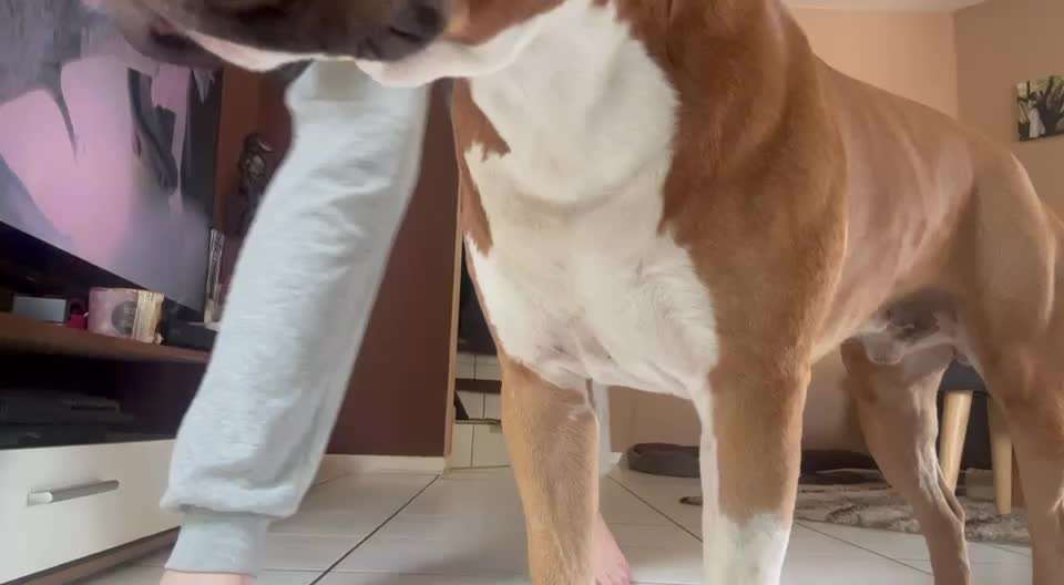 Trick Spiel - Koffer packen -der 22.-Beitrag-Bild