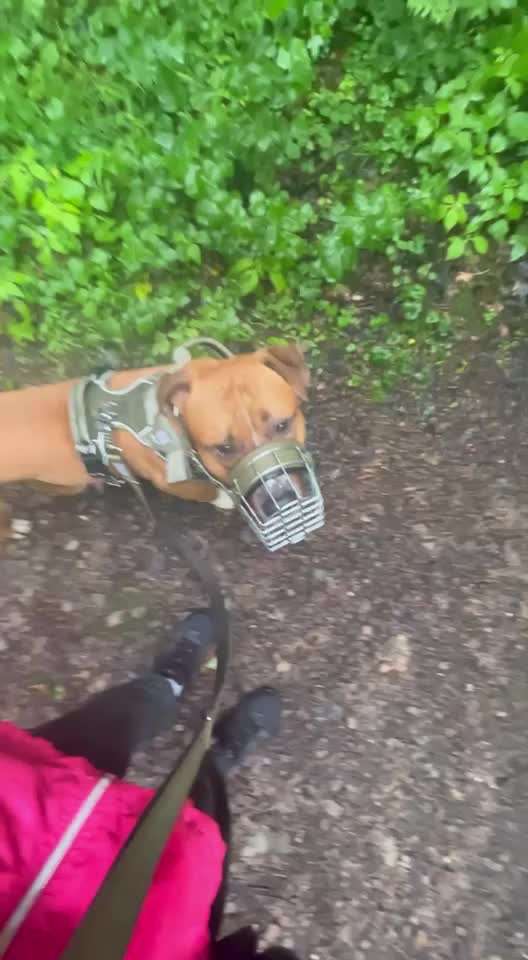 "Notfall"-Reaktion bei Leinenreaktivität-Beitrag-Bild