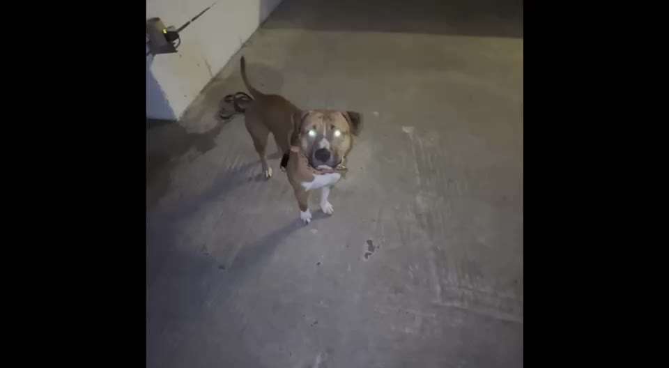 Impulskontrolle Challenge NR .4.           STOP/STEH/ WARTE-Beitrag-Bild