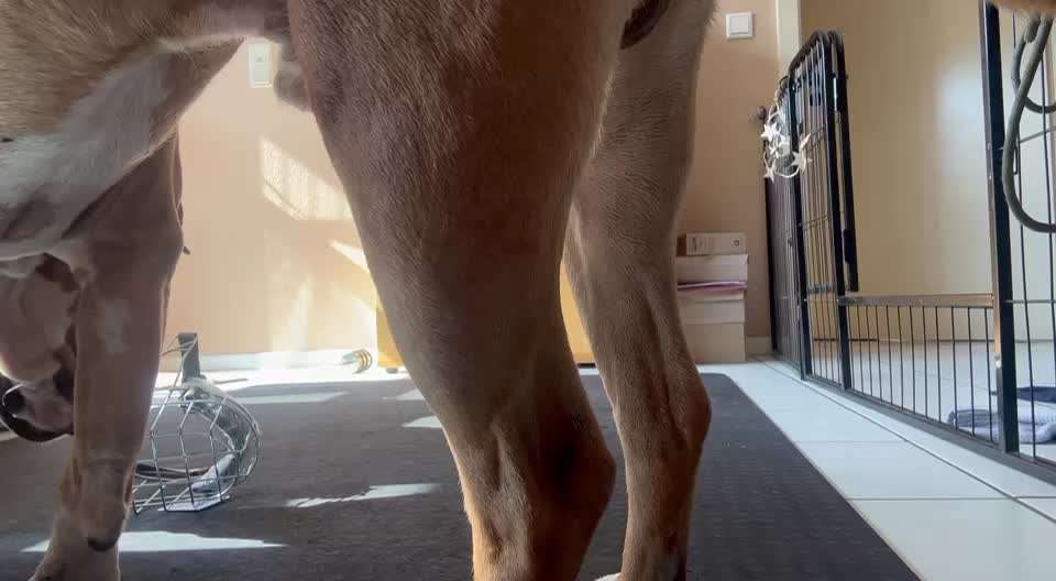 51. Impulskontrollchallenge: Maulkorb/ Ausrüstungsgegenstand tolerieren-Beitrag-Bild