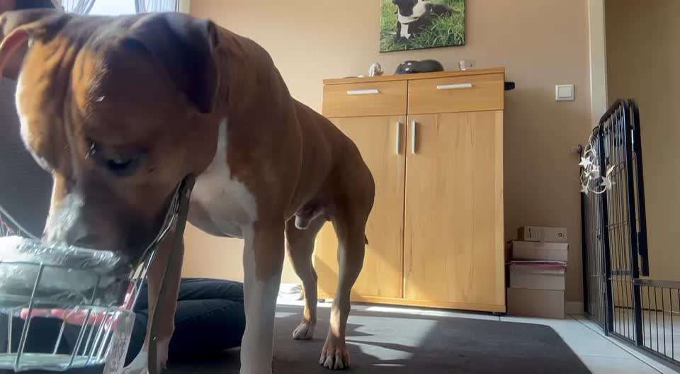 51. Impulskontrollchallenge: Maulkorb/ Ausrüstungsgegenstand tolerieren-Beitrag-Bild