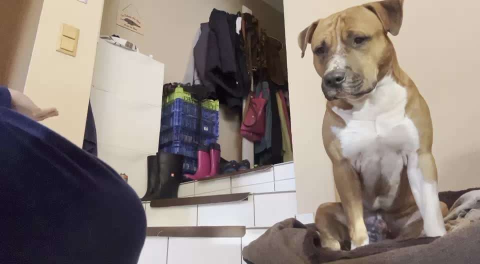 Impulskontrolle-Challenge Nr. 1: 10 Leckerli Spiel-Beitrag-Bild