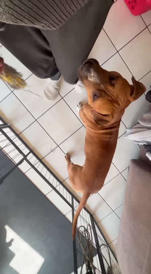 68. Tricktraining "Flyball"-Beitrag-Bild