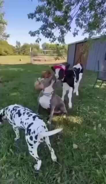 Hunde Memes-Beitrag-Bild