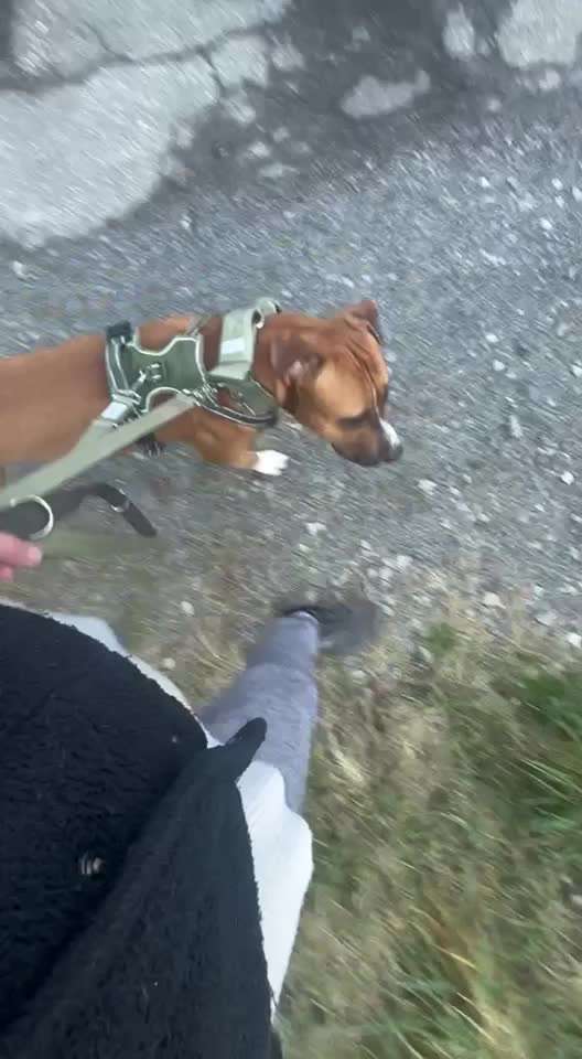 "Notfall"-Reaktion bei Leinenreaktivität-Beitrag-Bild