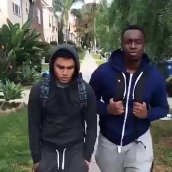 Hunde Memes-Beitrag-Bild