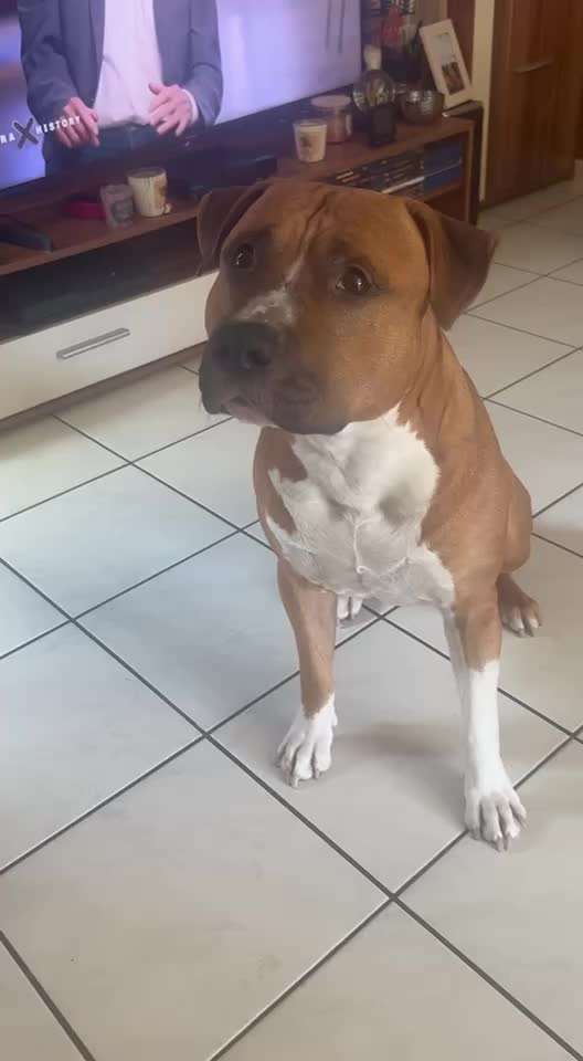 Trick Spiel - Koffer packen -der 22.-Beitrag-Bild