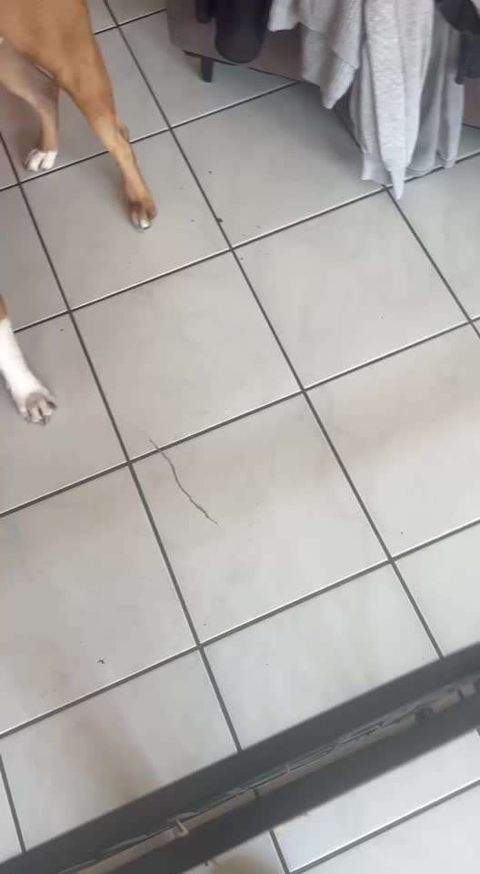 68. Tricktraining "Flyball"-Beitrag-Bild