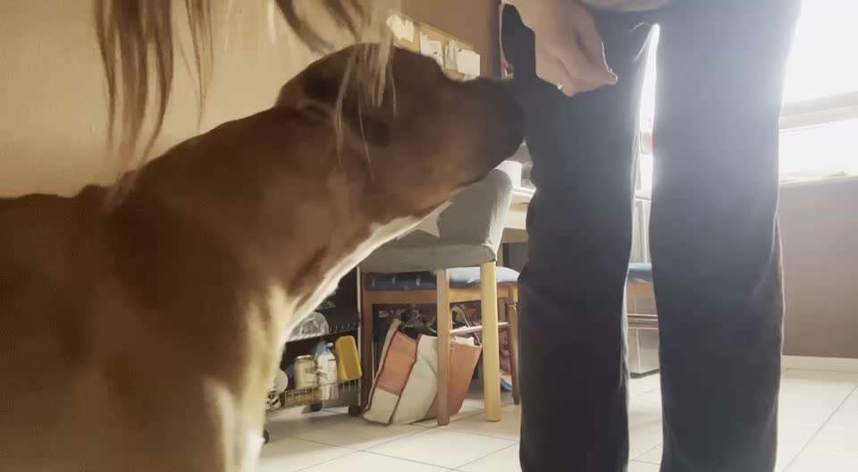 Impulskontrolle-Challenge Nr. 2: Vorbei laufen-Beitrag-Bild