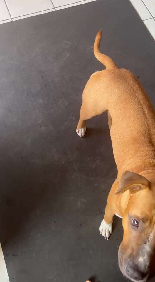 74. Trick-Übung "Leckerli schnappen"-Beitrag-Bild