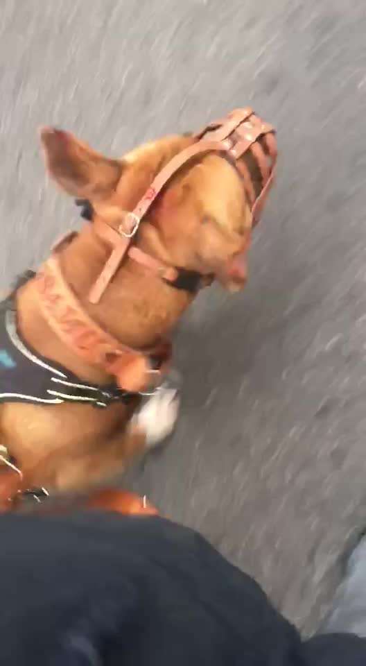 Vorderführ-Geschirr (mit Brustring)..... & Training Leinenführung ;)-Beitrag-Bild