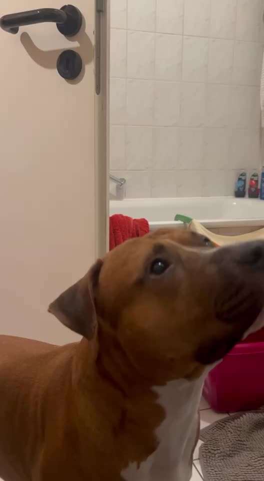 30. Impulskontrollübung: Ich trag dich auf Händen-Beitrag-Bild