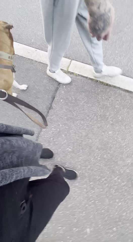 47. Impulskontroll Übung - Leinenführigkeit-Beitrag-Bild