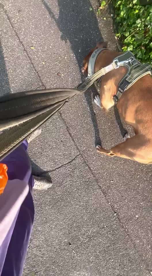 "Notfall"-Reaktion bei Leinenreaktivität-Beitrag-Bild