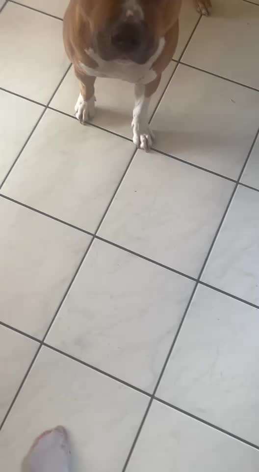 Trick Spiel - Koffer packen -der 22.-Beitrag-Bild