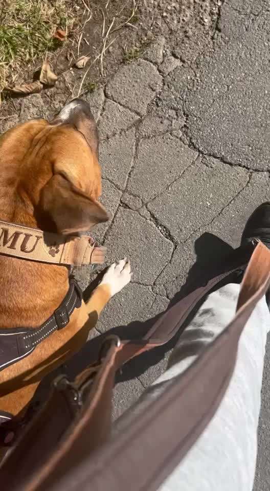 31. Impulskontrollübung: Artgenossen-Beitrag-Bild