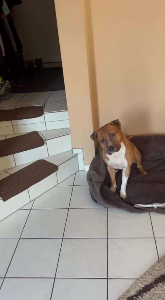 33 .Impulskontroll Übung " Abruf vom Reiz "-Beitrag-Bild