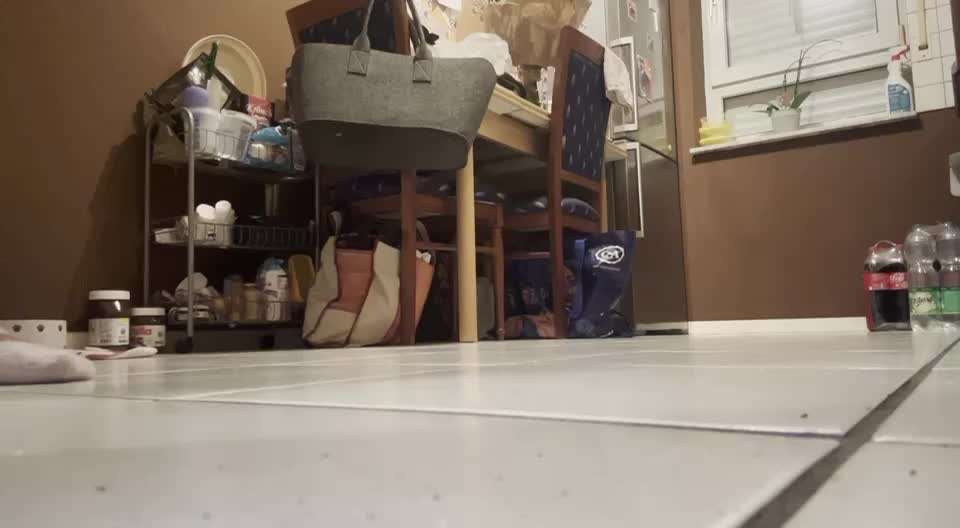 Impulskontrolle Challenge Nr. 5: Lekkerli zurück bringen-Beitrag-Bild