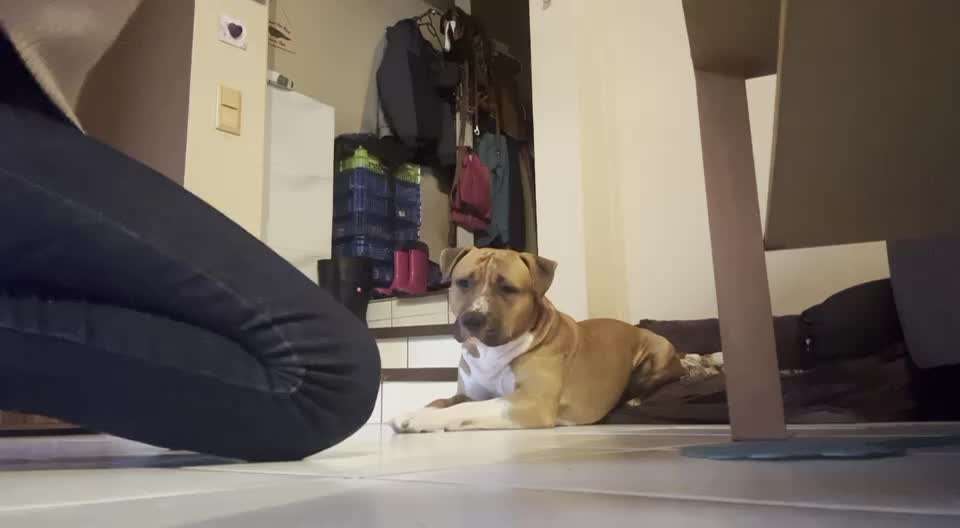 Impulskontrolle-Challenge Nr. 1: 10 Leckerli Spiel-Beitrag-Bild