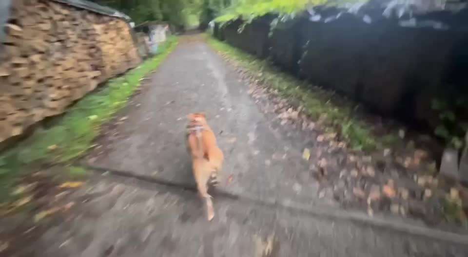 47. Impulskontroll Übung - Leinenführigkeit-Beitrag-Bild