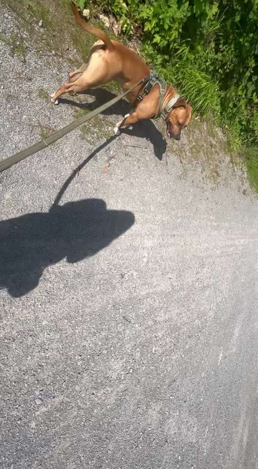 54. Impulskontrollchallenge  PAUSE MACHEN !-Beitrag-Bild